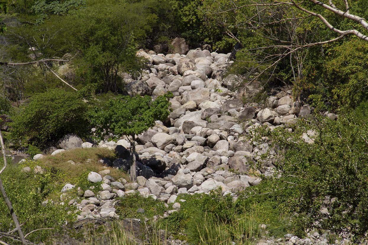 Un arbolito desafía la muerte de este río. Margarita Montealegre