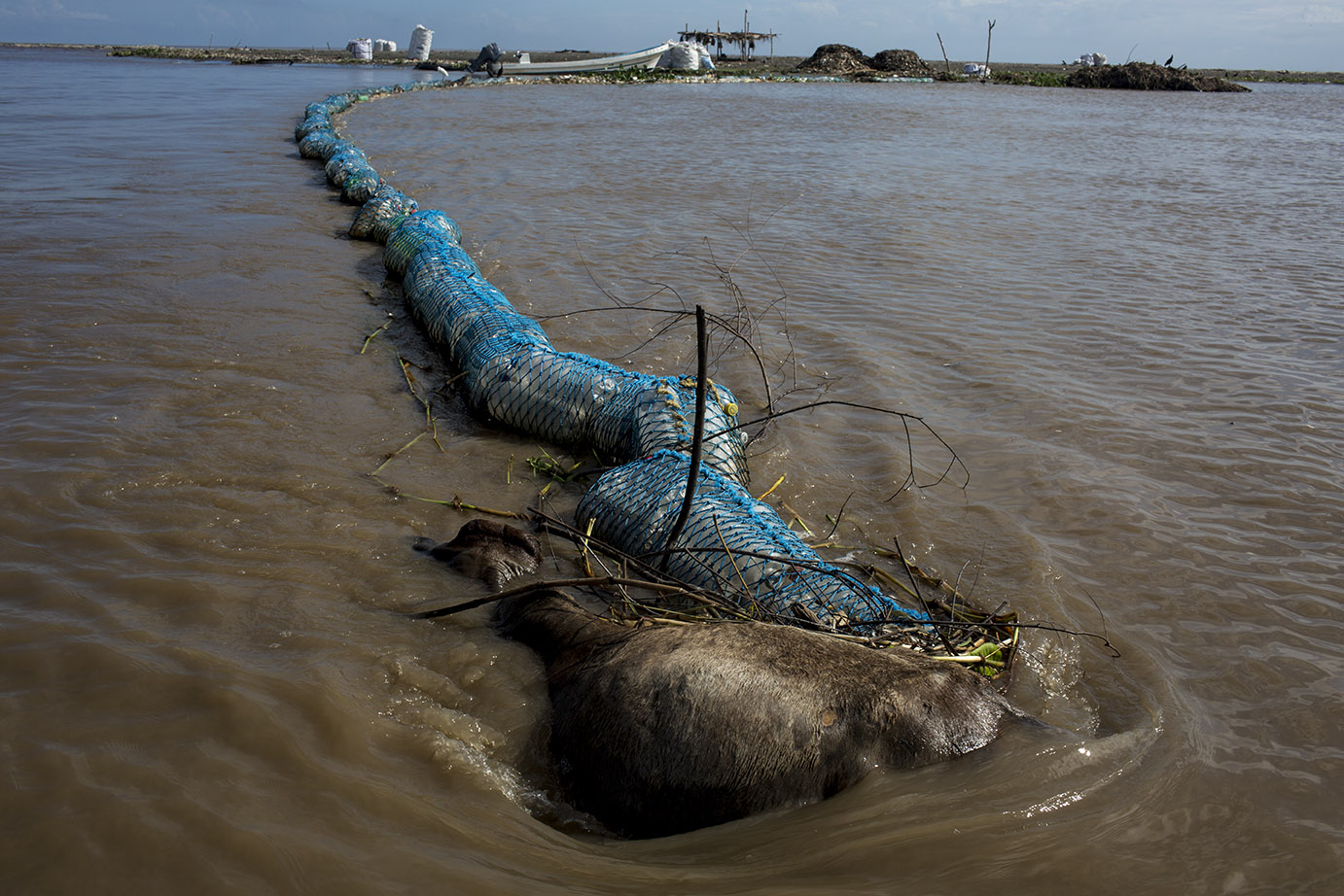 Un chivo ahogado en el río quedó anclado a una barda de contención de basura, en la desembocadura al mar. Simone Dalmasso