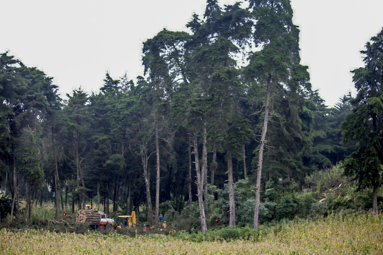 Una imagen del área de El Socorro donde empezaron los trabajos de tala, en octubre. Redes sociales/Vecinos de El Socorro