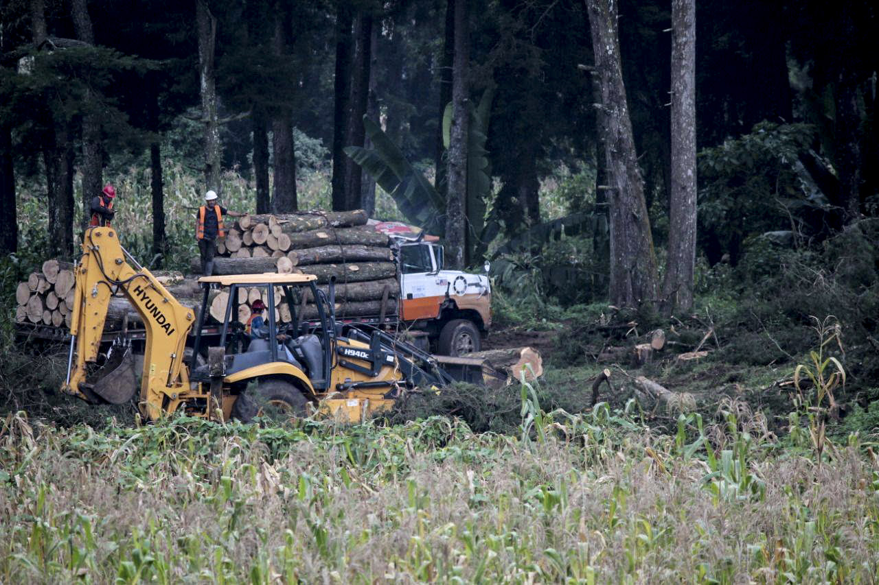 Maquinarias pesadas y camiones trabajan en la tala de árboles en el área de El Socorro. Redes sociales/Vecinos de El Socorro