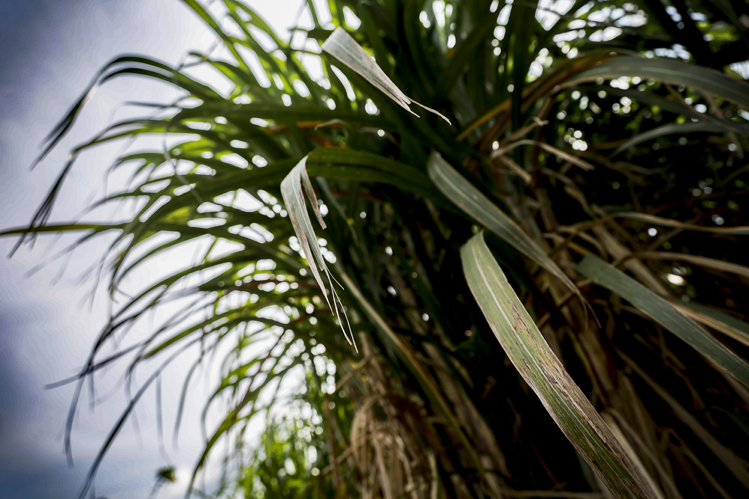 La plantación de caña de azúcar es una de las industrias que mas consume agua para su riego y una de las que más predomina en la costa sur. Los ingenios señalan que ahora utilizan filtros para el fertilizante de la caña y así evitar la contaminación del río y la erosión. Andrea Godínez