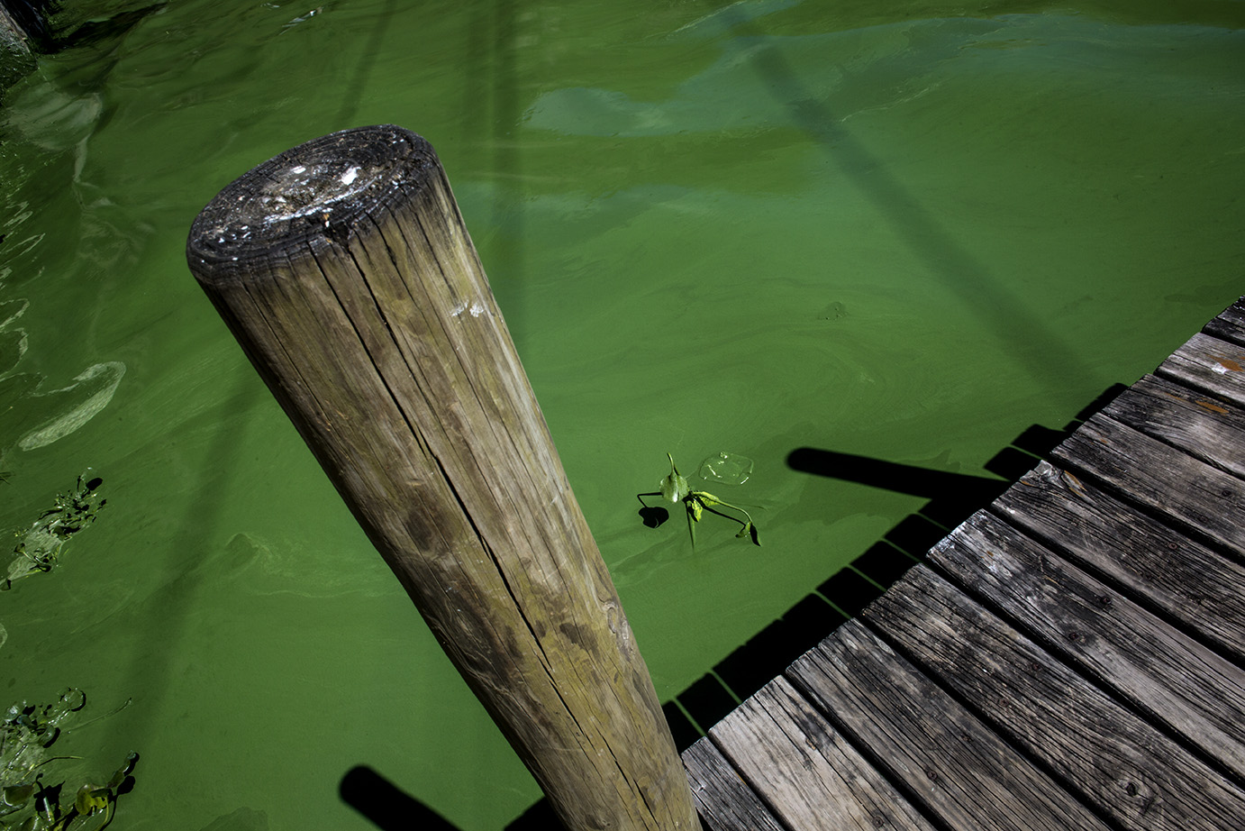 A la orilla del lago de Amatitlán una capa de color verde envuelve el agua y la flora que emerge. Diciembre 2020. Simone Dalmasso